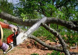 Best Hedge Trimming  in Rollingwood, TX